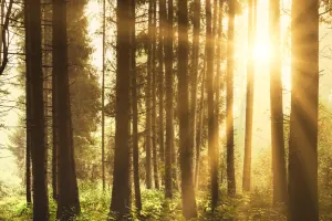 The Gut-Brain Connection: How Diet Affects Mental Health